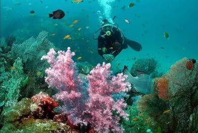 SIMILIAN ADALARI TURU