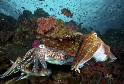 SIMILIAN ADALARI TURU